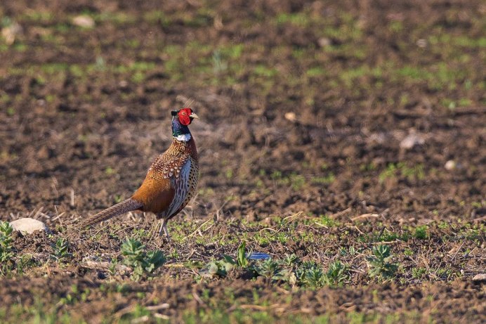 Рябчик маньчжурский фазан