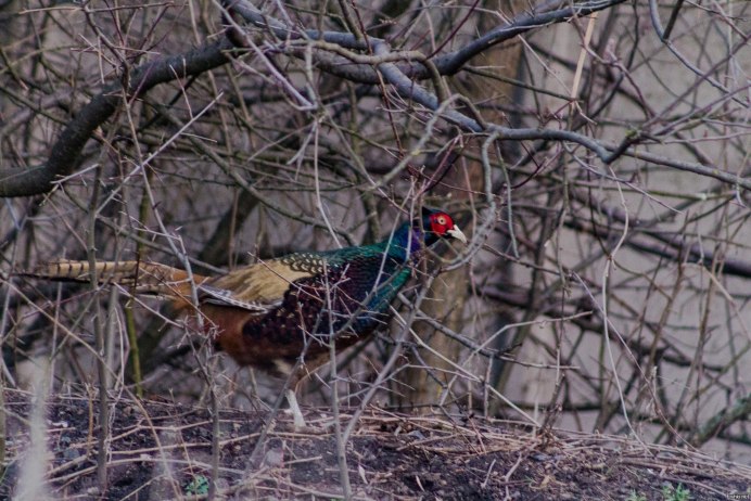 Гнездо фазана в дикой природе