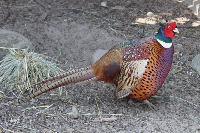 Обыкновенный фазан самка