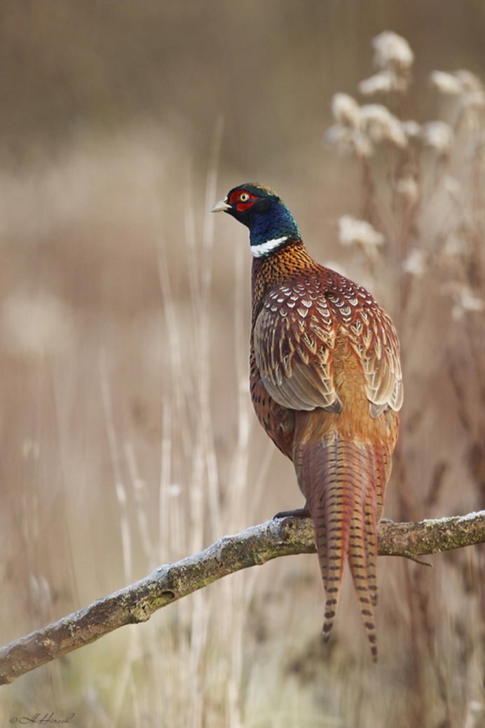 Амударьинский фазан