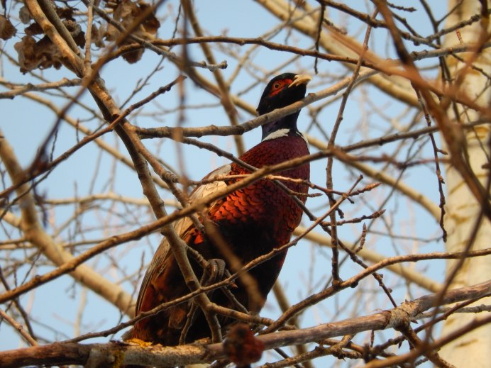 Фазан на дереве