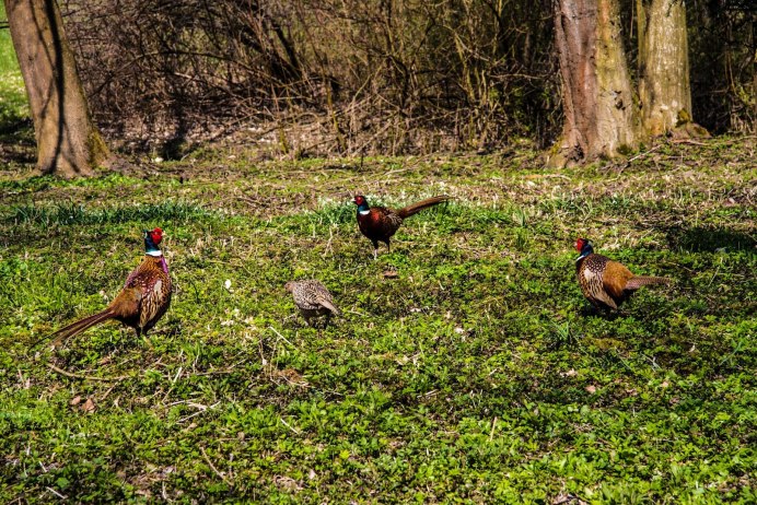 Фото фазанов гуляющих посуда и парком