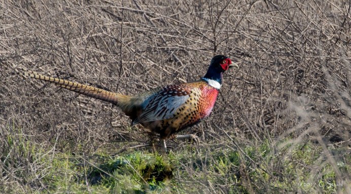 Золотой фазан самка