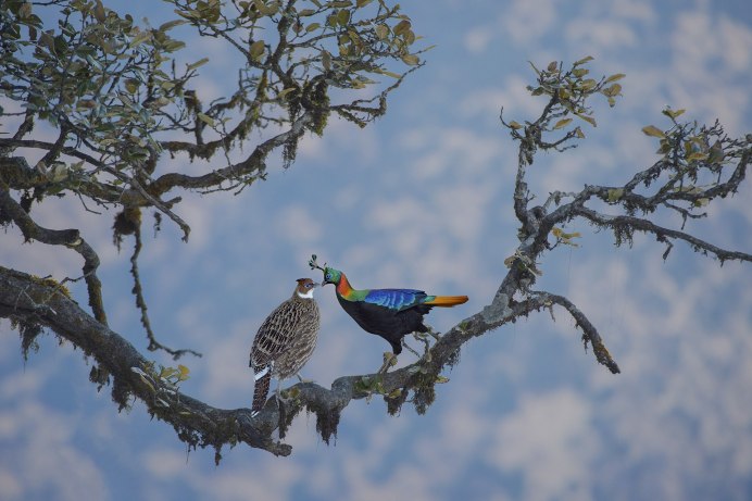 Павлиний фазан Лаоса