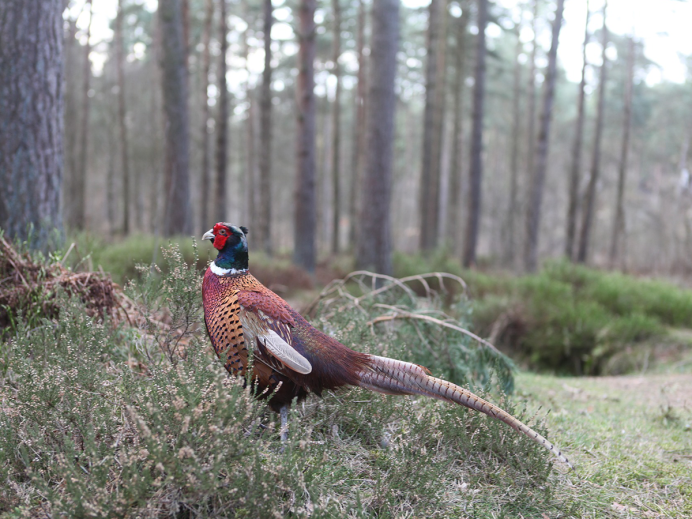 Рябчик взлетает