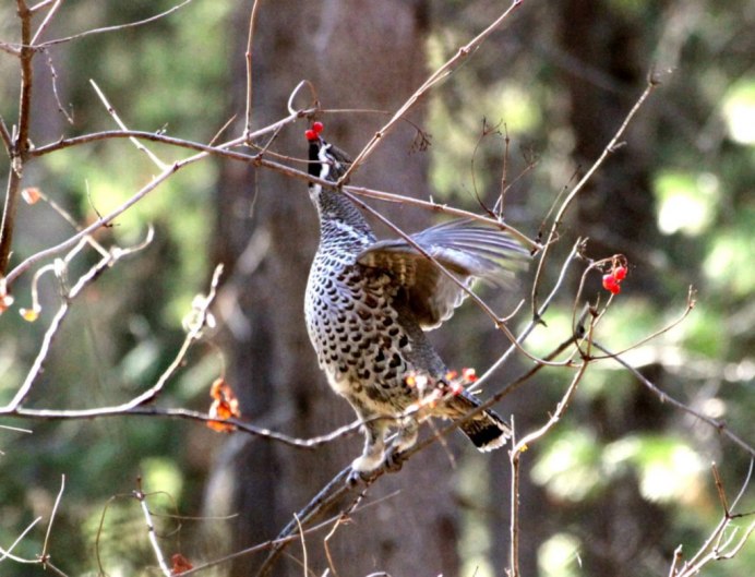 Фазан Степной