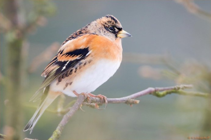 Turdus migratorius