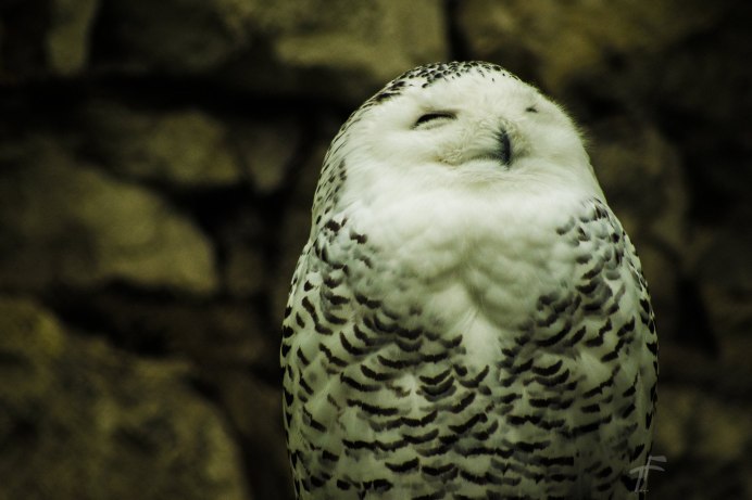 Виргинский Филин (Bubo virginianus)
