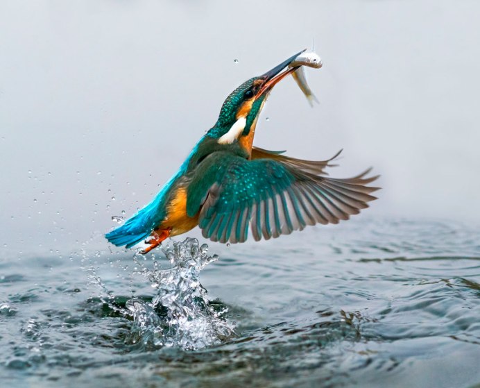 Птица кваква в Израиле