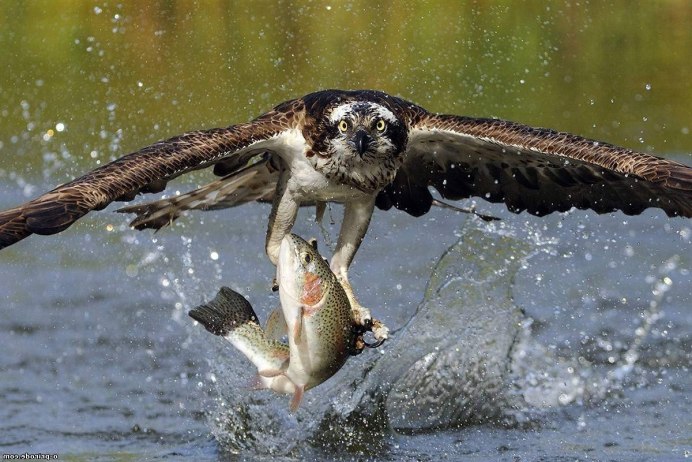 Ястреб с добычей