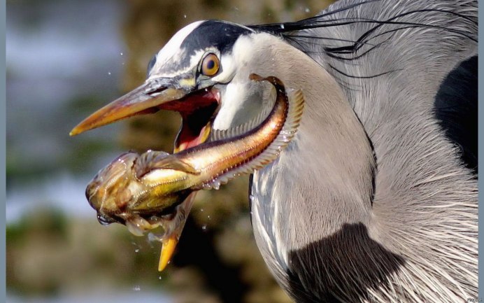 Водоплавающие птицы Пеликан