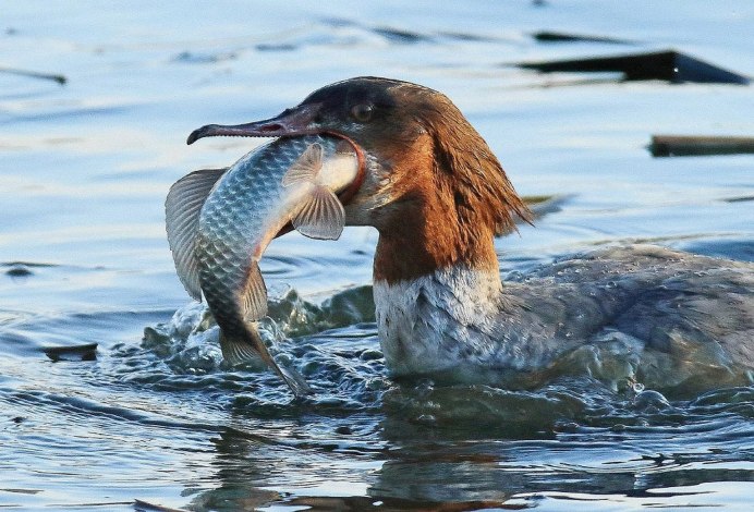 Цапля с открытым клювом