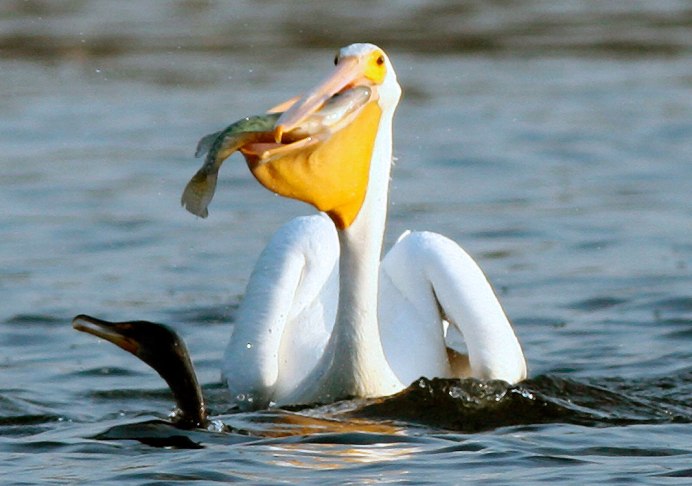 Астраханский заповедник птицы