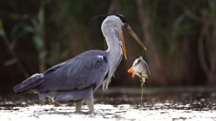 Вам каппучино или пеликана