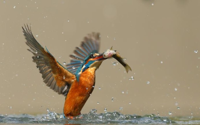 Беркут и Орлан белохвост