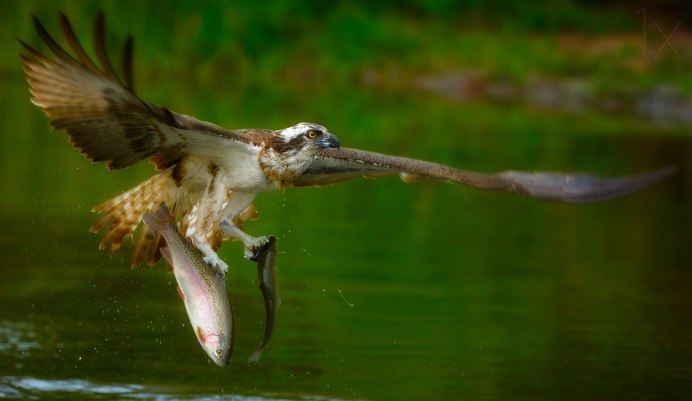 Птицы питающиеся рыбой
