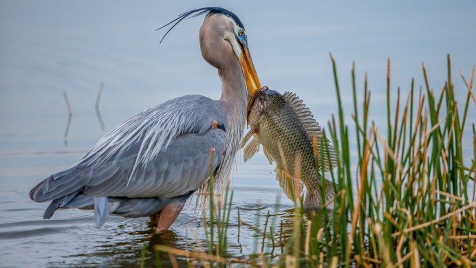Чайка поймала рыбу