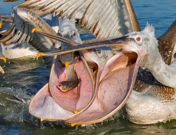 Пеликан ловит рыбу