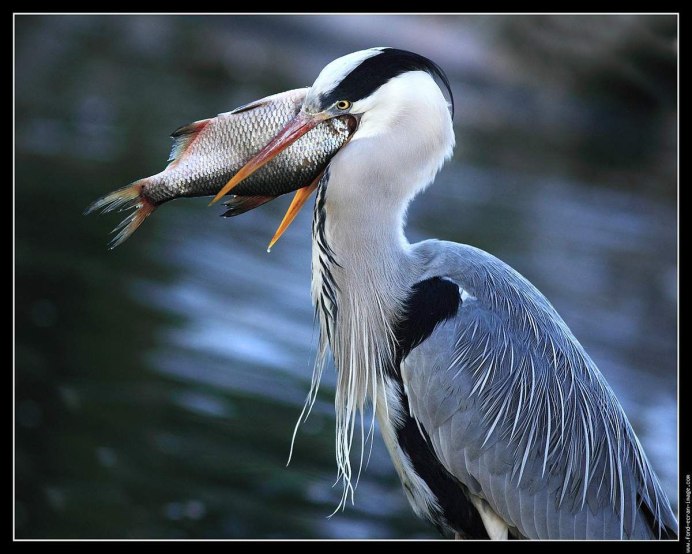Цапля ловит рыбу