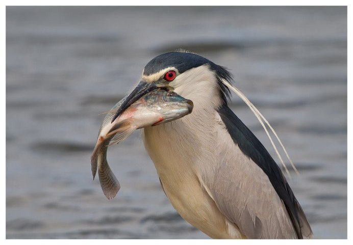 Рыбоядная Скопа