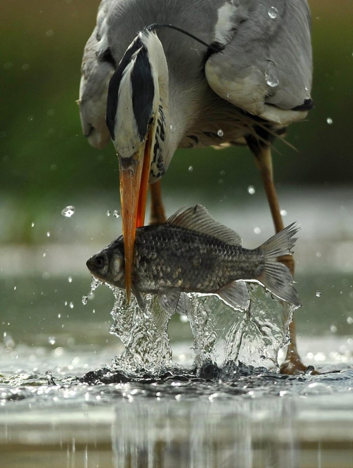 Пеликан мешконос птица