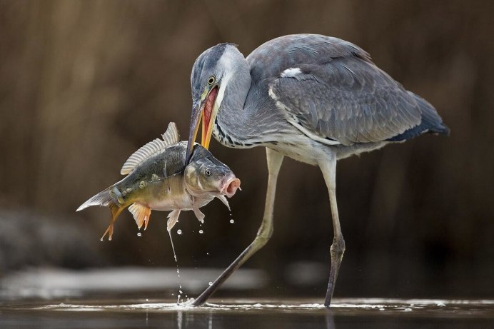 Американский белый Пеликан