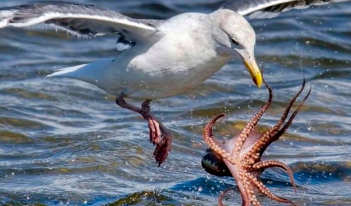 Тупик Топорок