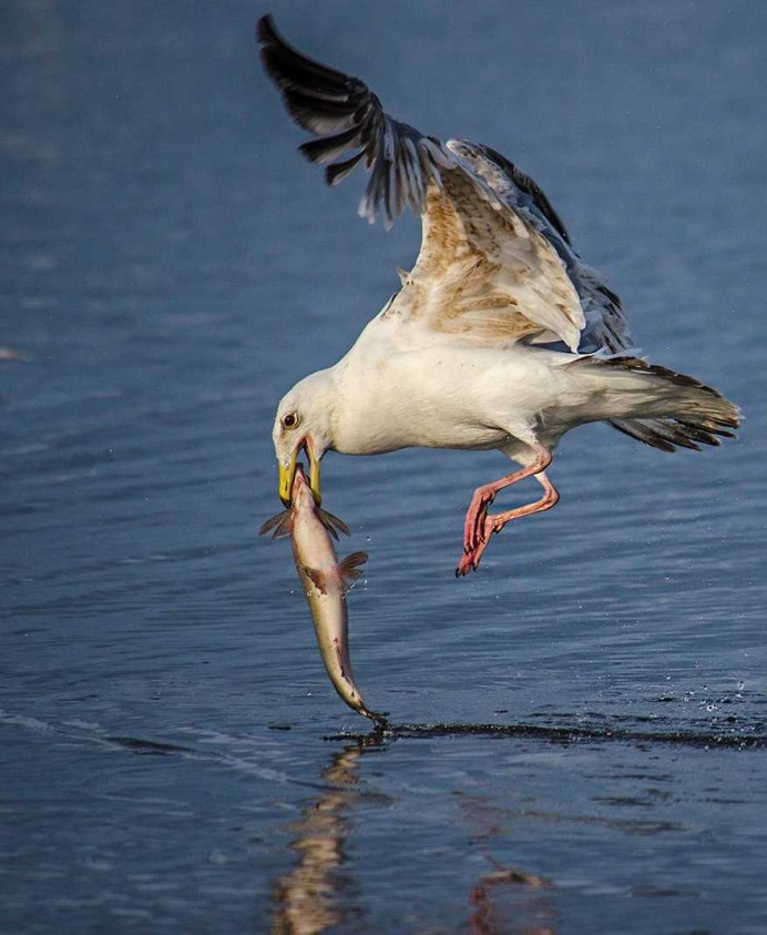 Птица рыболов Скопа