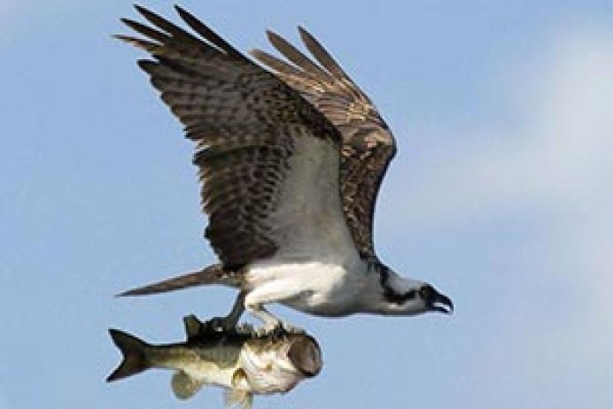 Альбатрос охотится