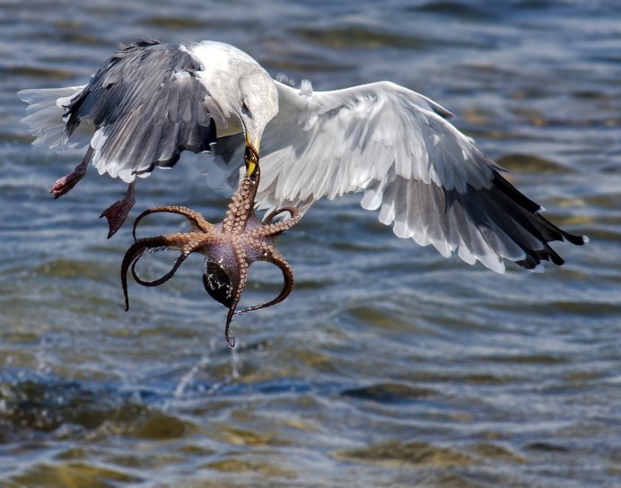 Клюв баклана