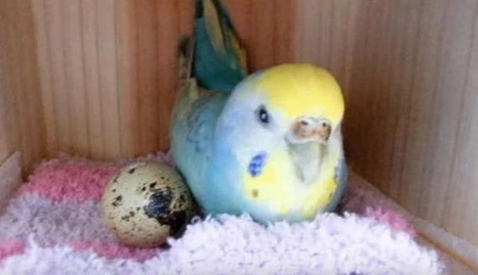 Яйца попугая корелла