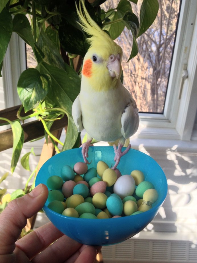 Скелет неразлучника Фишер