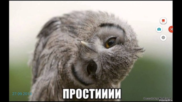 Сова поворачивает голову