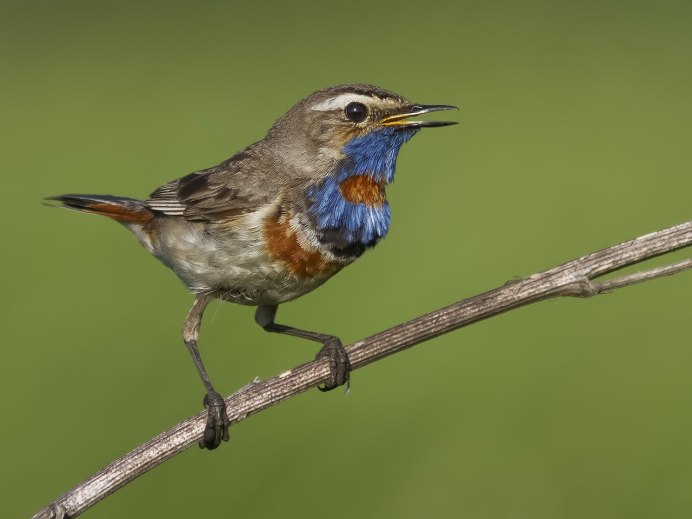 Варакушка (Luscinia svecica)