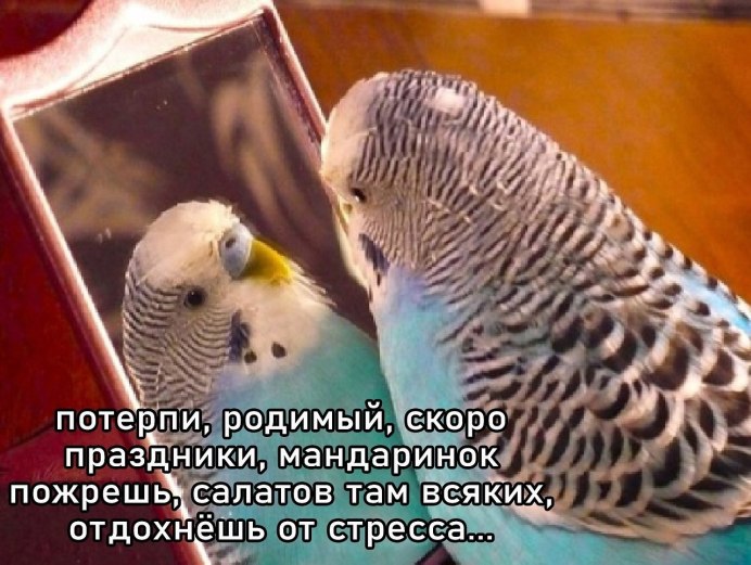 Волнистый попугай и зеркало