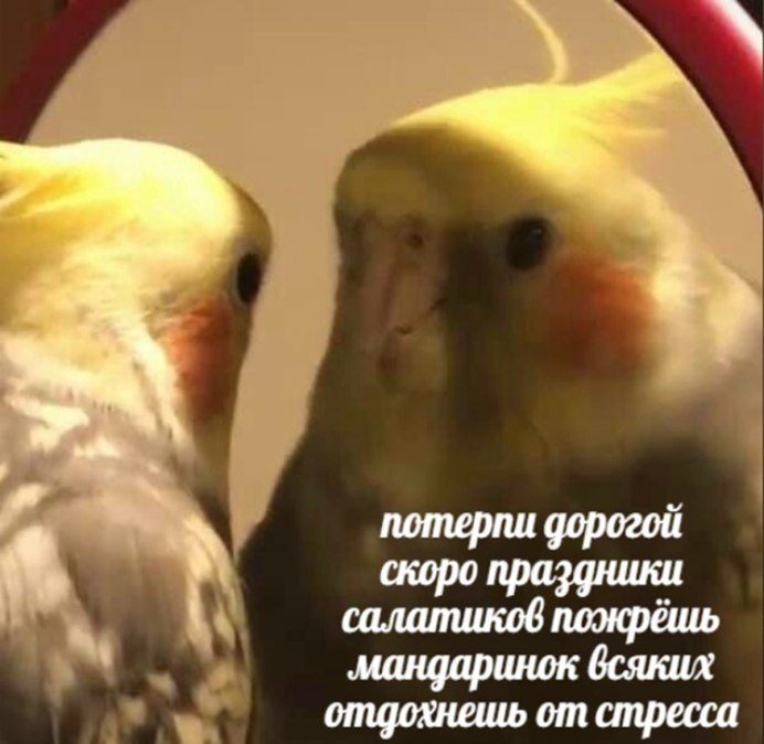 Попугай испугался