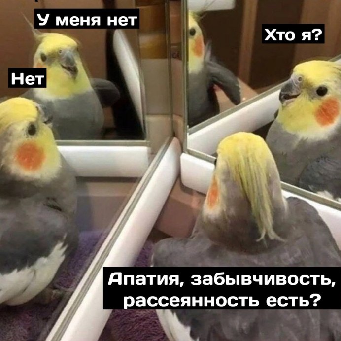 Мемчики с попугаями