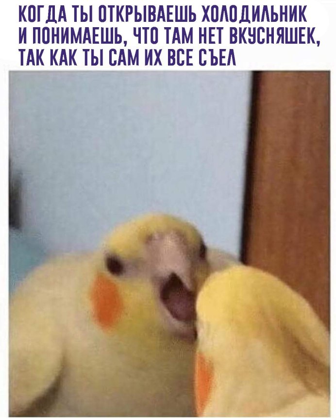 Попугай в отражении