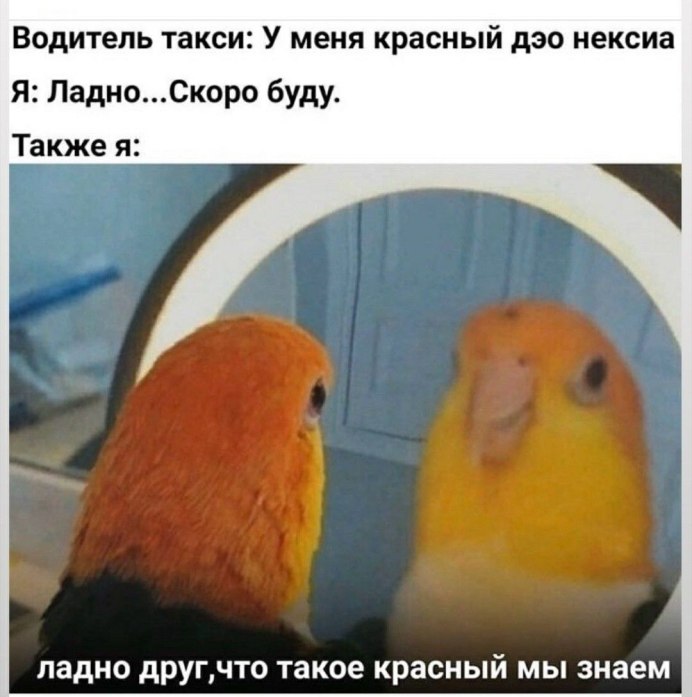Арчик говорящий попугайчик видео