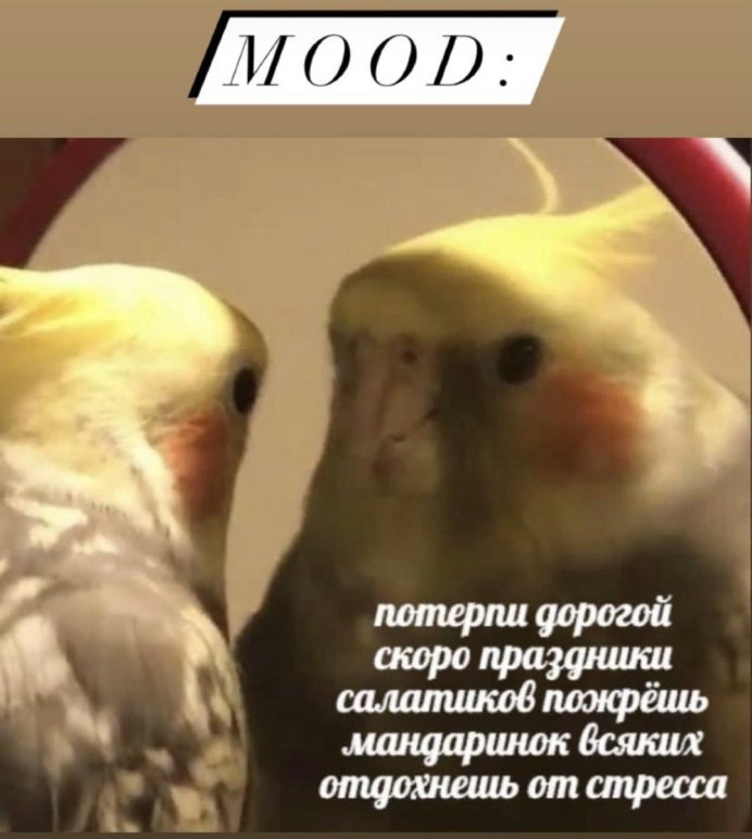 Попугай качок