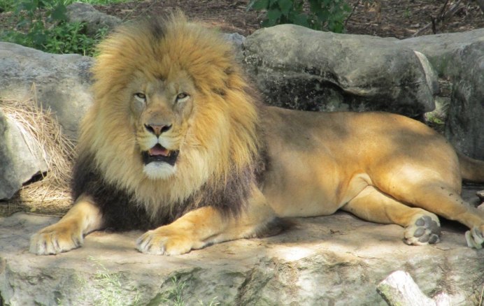 Lion Капский