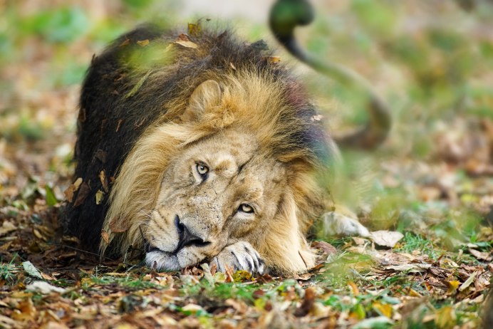 Panthera Leo persica