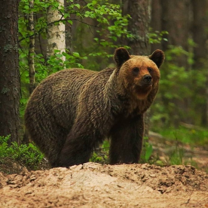 Карликовая Панда
