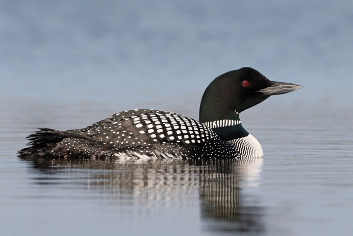 Гагара чернозобая (Gavia Arctica)