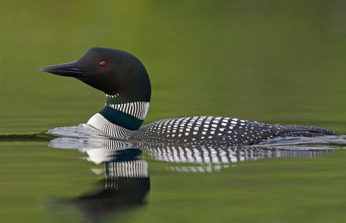 Loon Fagaras