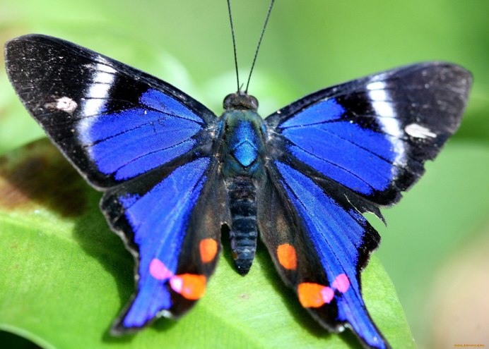 Polyommatus Amandus голубянка Аманда