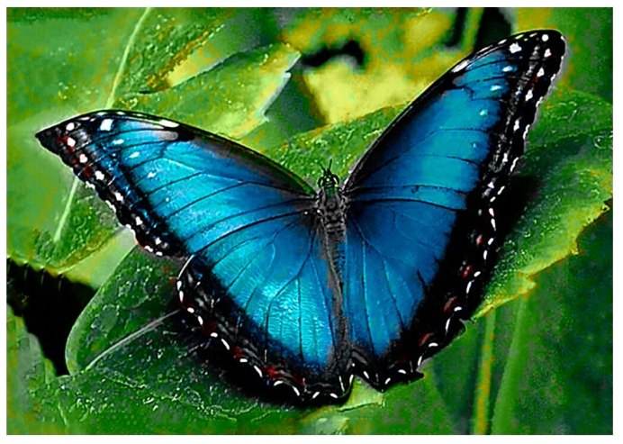Голубой Морфо (Blue Morpho)