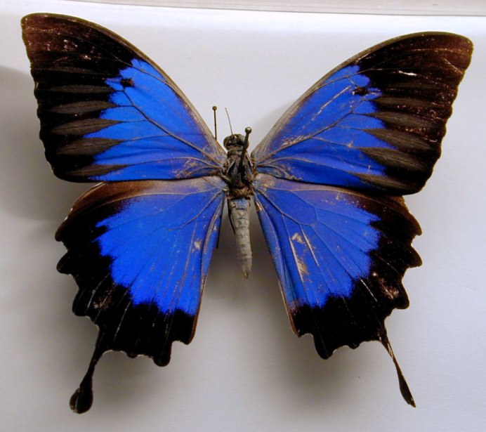 Plebejus Melissa Samuelis