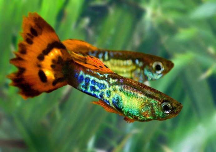 Xiphophorus hellerii