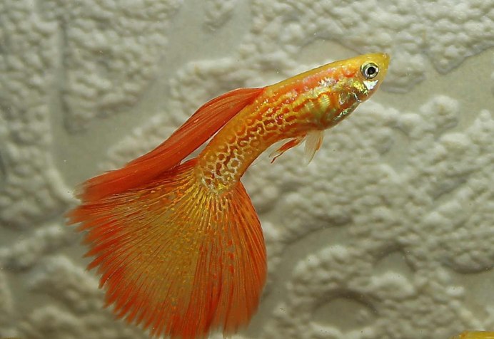 Xiphophorus montezumae